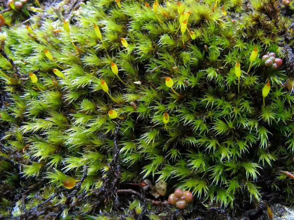 Slender Fringe-moss, photo 1 of 5