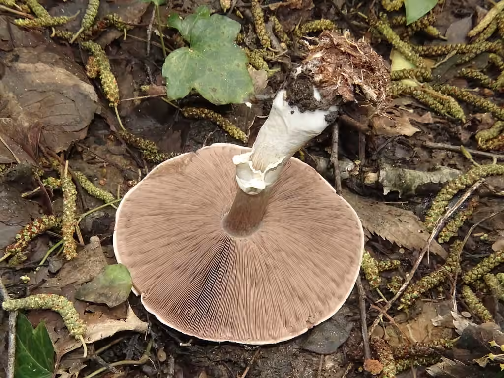 Wood Mushroom, photo 2 of 5