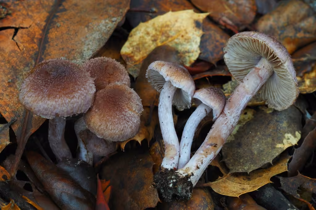 Inocybe gris lilas, photo 2 sur 5