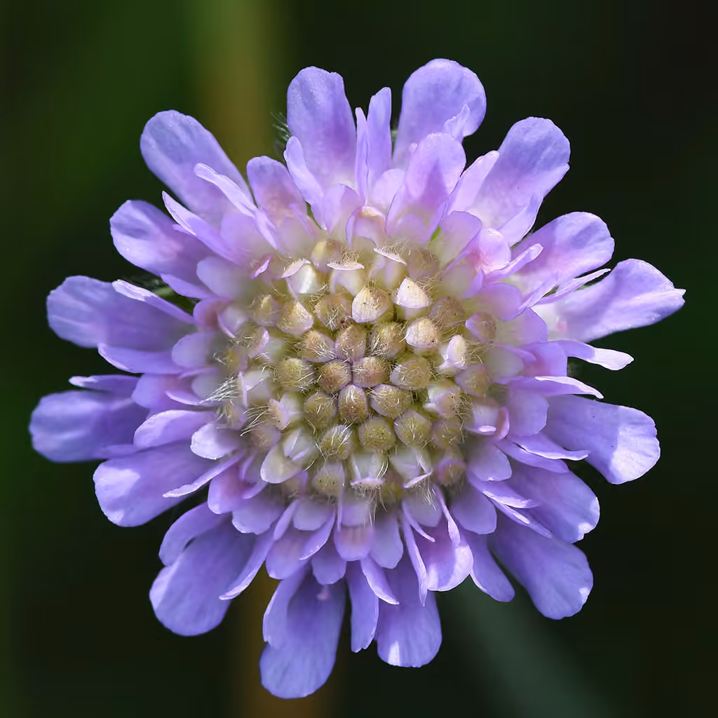 Field scabious, photo 1 of 5
