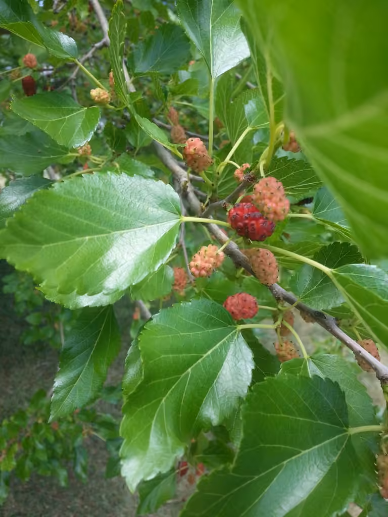 White mulberry, In fruit