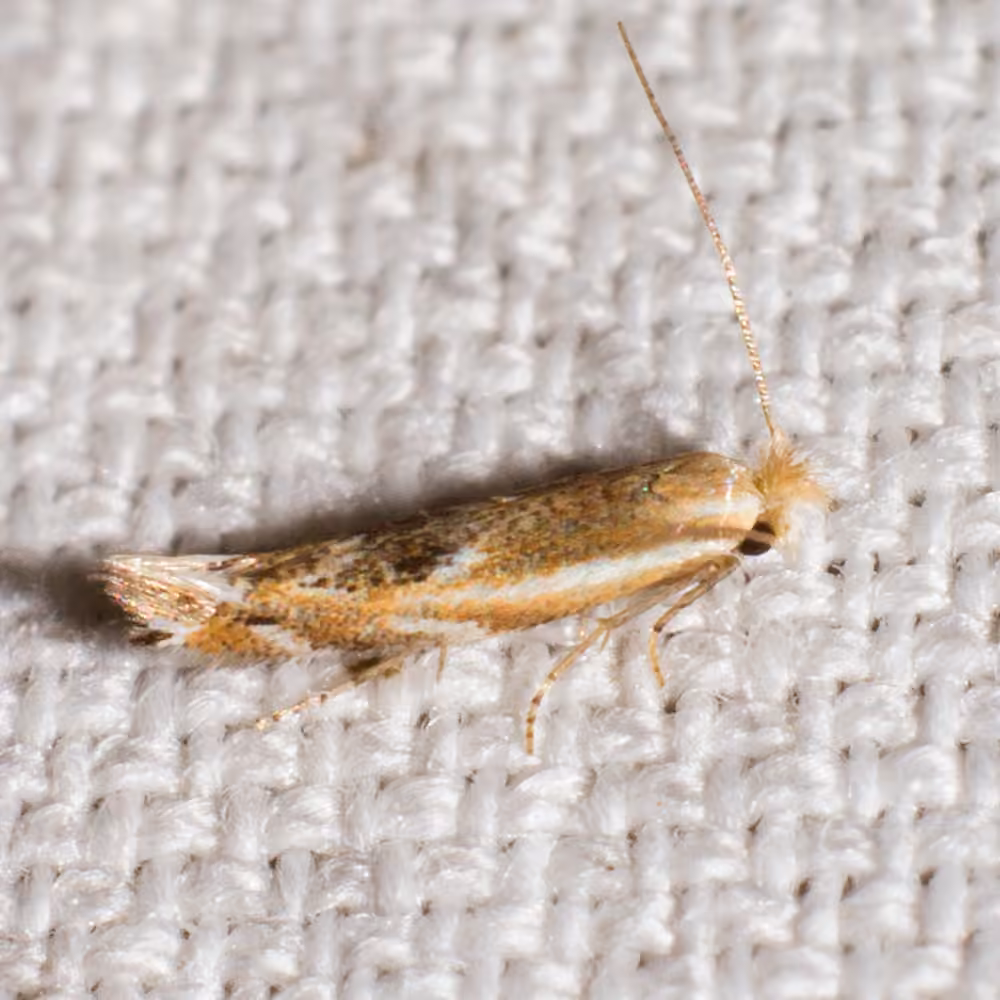 Narrow Bucculatrix