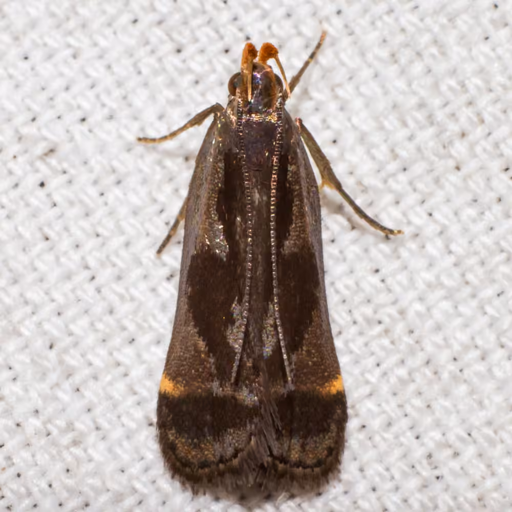 Shining Dichomeris Moth
