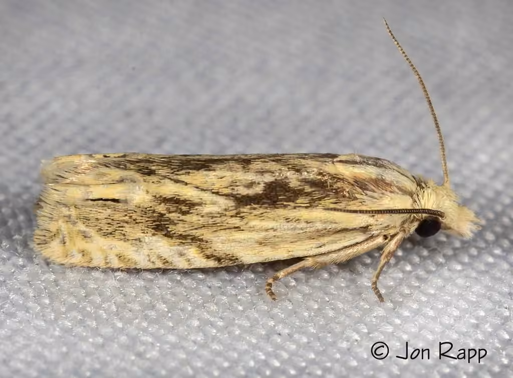 Olivaceous Eucosma Moth, photo 1 sur 5