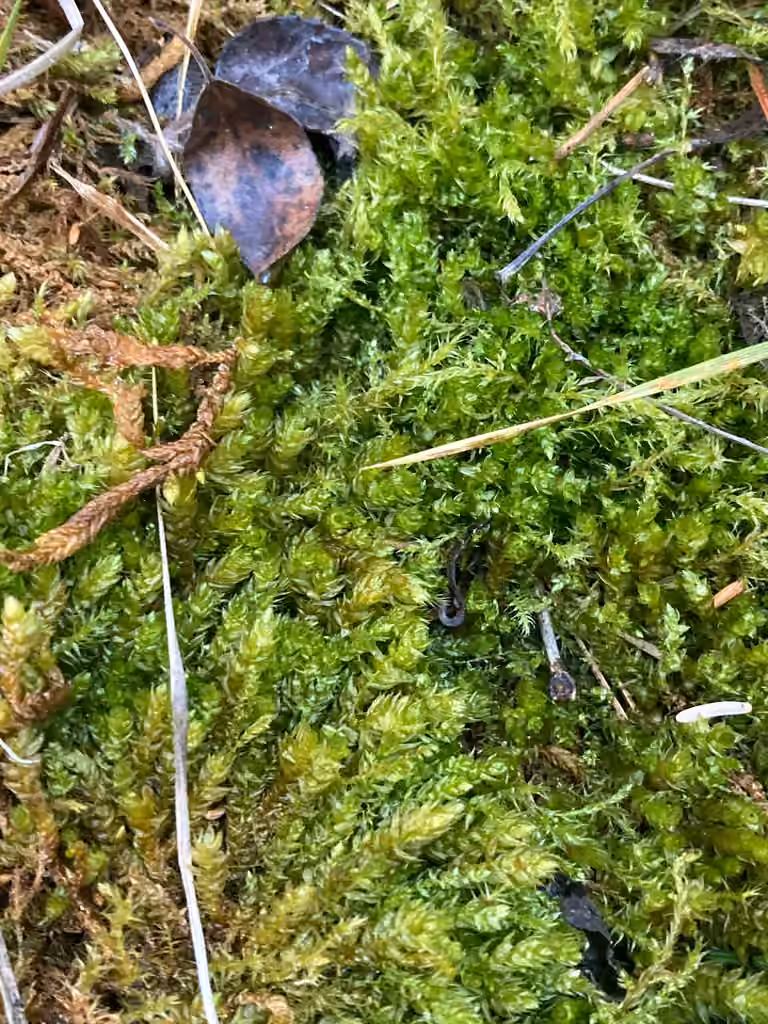 Elegant Feather-moss, photo 2 of 5