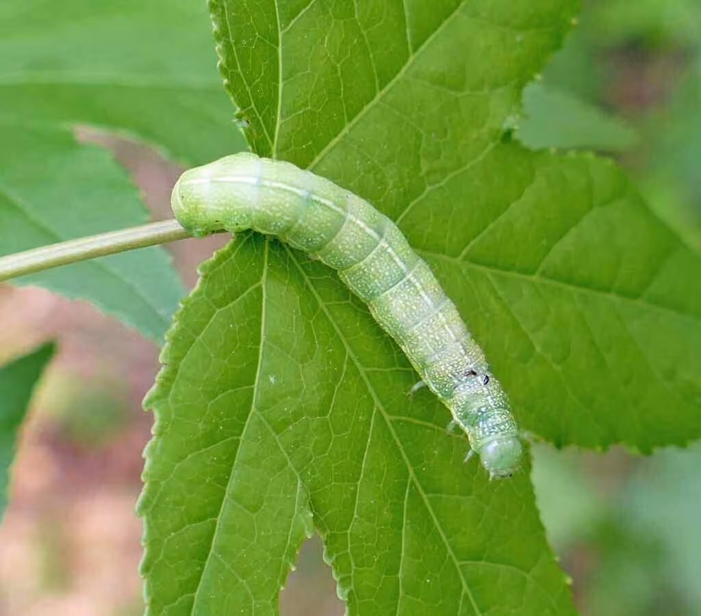 Gray Quaker, Chenille