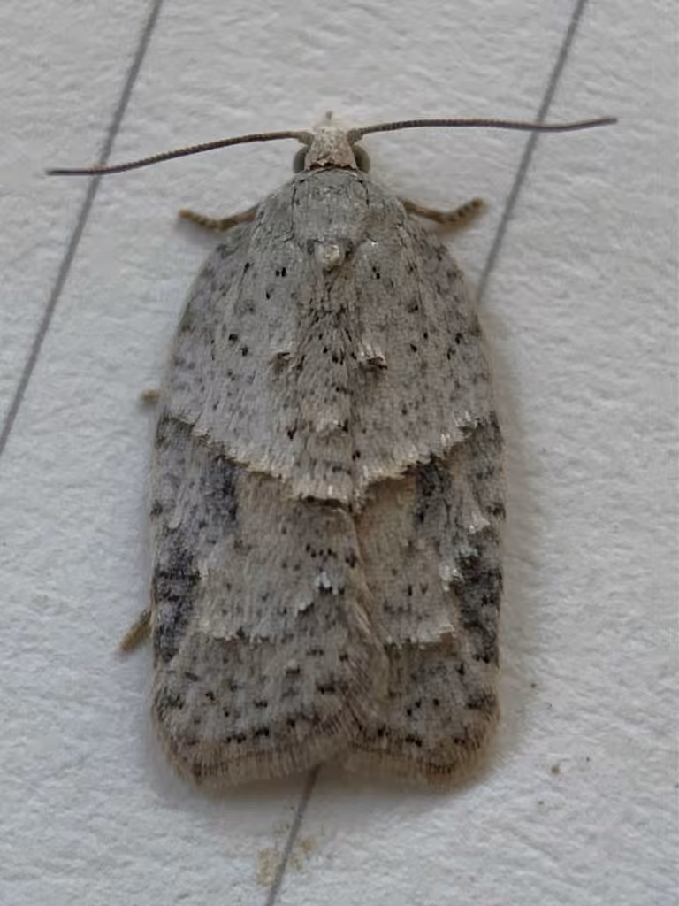 North American Black-headed Birch Leaffolder Moth, Chenille