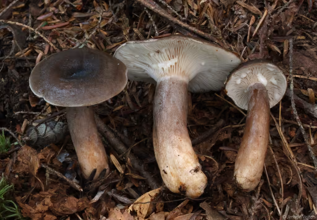 Lactaire muqueux, photo 1 sur 5