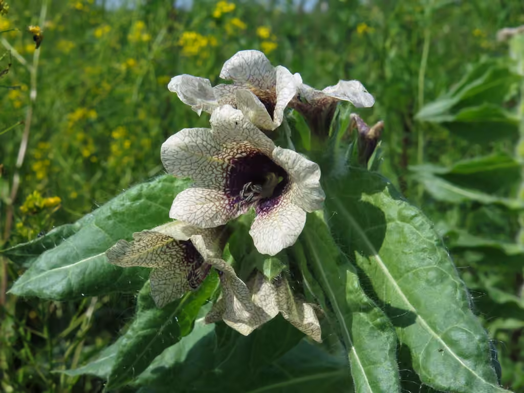 Black henbane, Flower buds