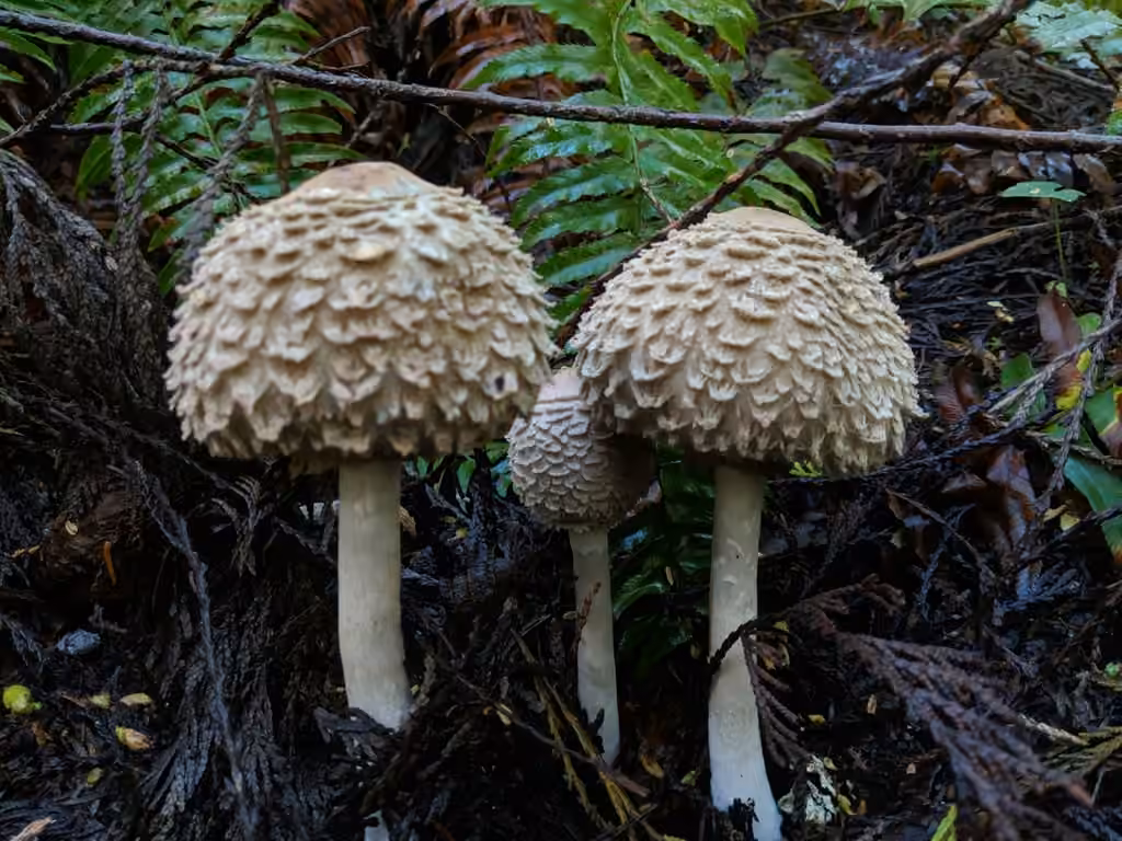 Conifer Parasol, photo 3 sur 5