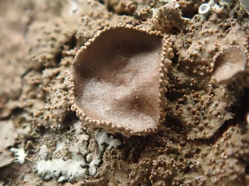 Warty brown-shield, photo 3 of 5