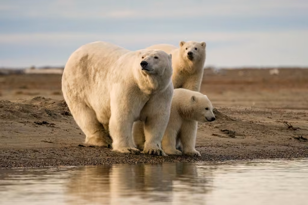 Ours blanc, Mâle