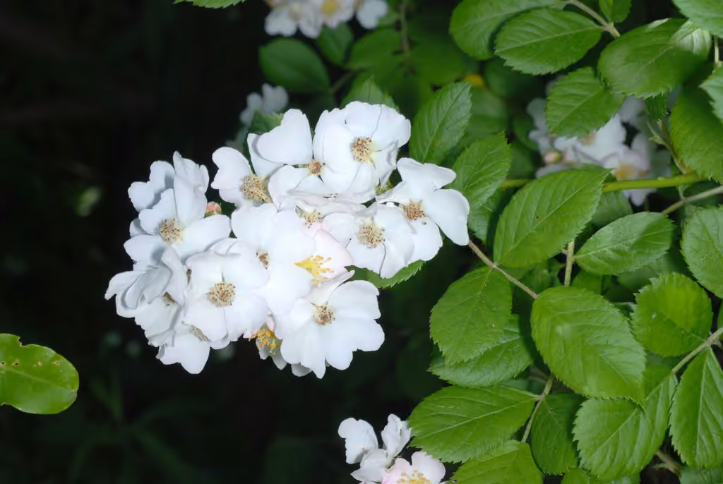Rosier multiflore