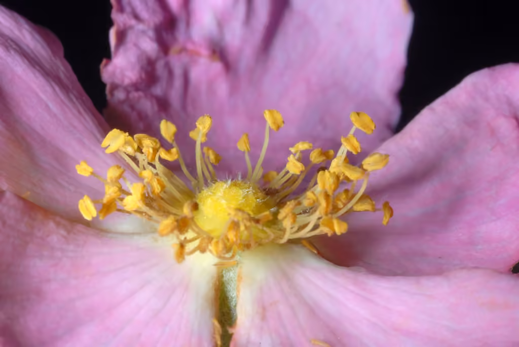 Rosier de Caroline, En fleurs