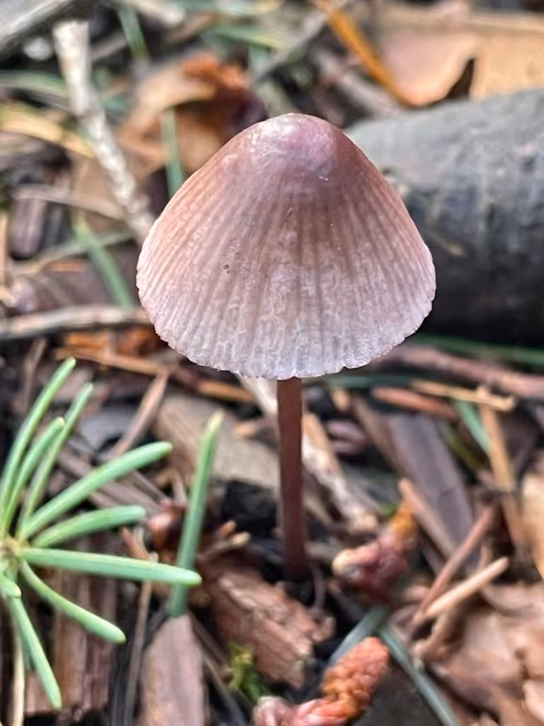 Mycène pourpre foncé, photo 2 sur 5