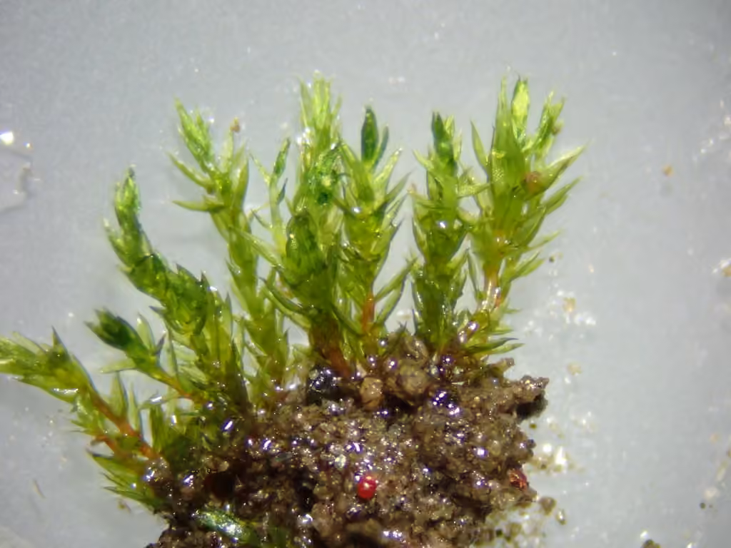 Bryum violet, photo 3 sur 5