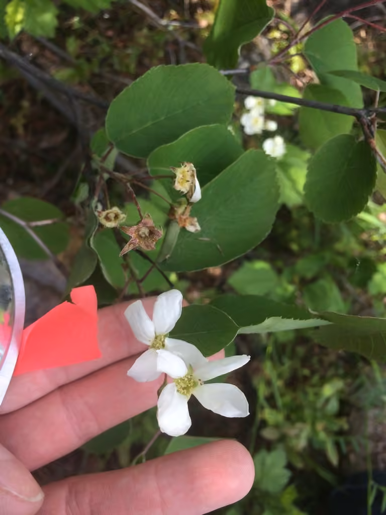 Beautiful serviceberry, In flower