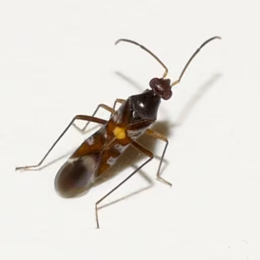 Sericophanes heidemanni, photo 1 sur 5