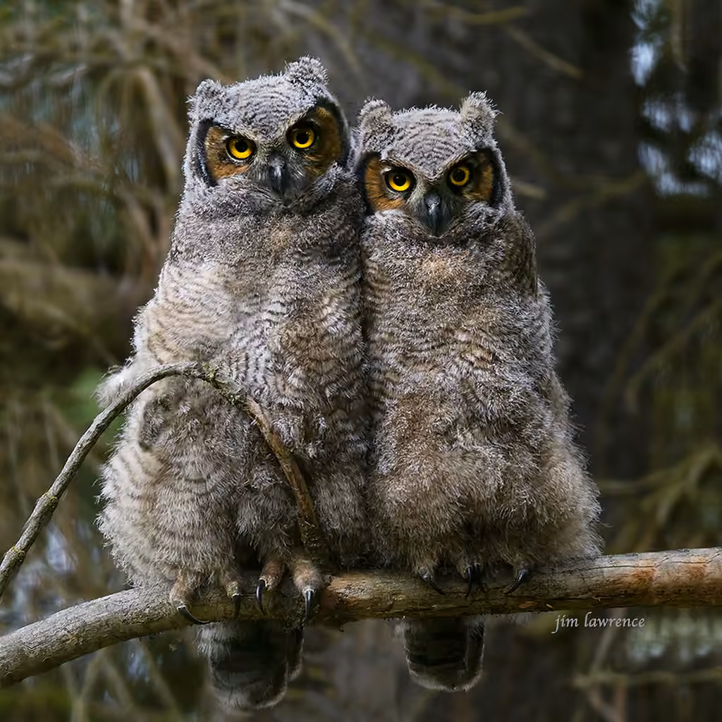 Great Horned Owl, Juvenile