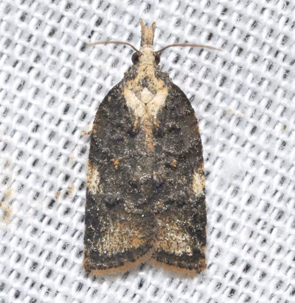 Exasperating Platynota Moth, photo 1 of 5