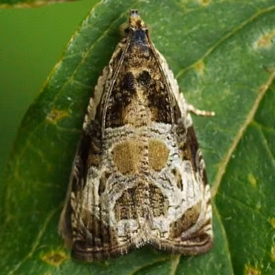 Bunchberry Leaffolder Moth, photo 1 of 5