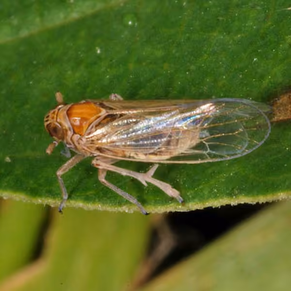 Javesella pellucida