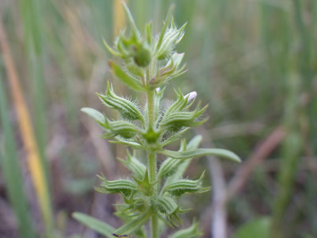 Rough false pennyroyal, photo 3 of 5
