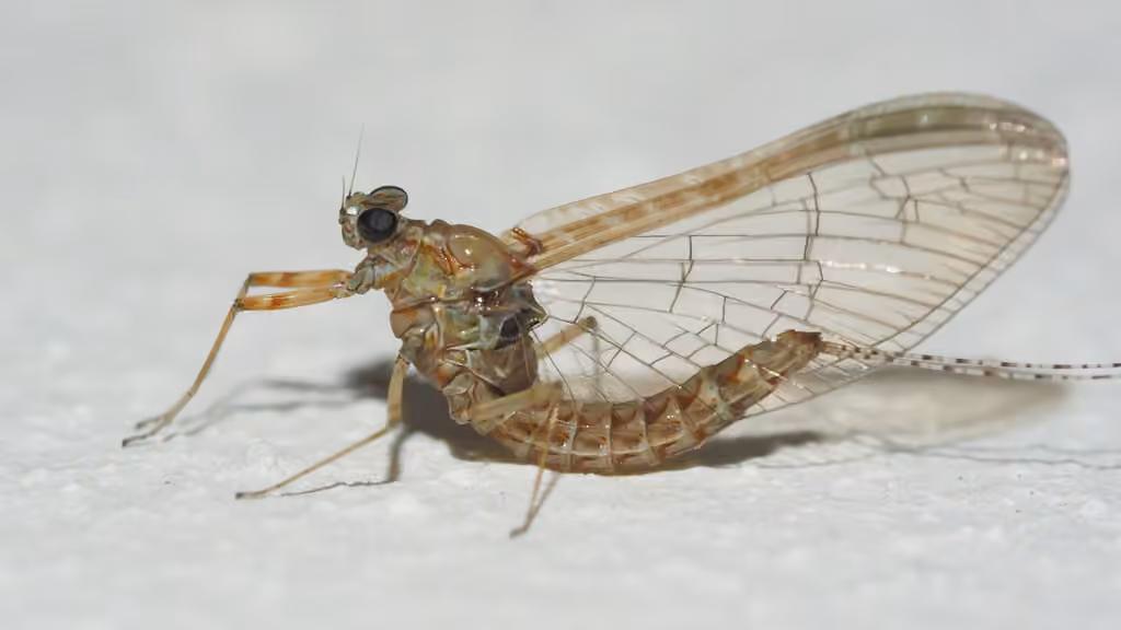 Mouche de mai, photo 3 sur 5