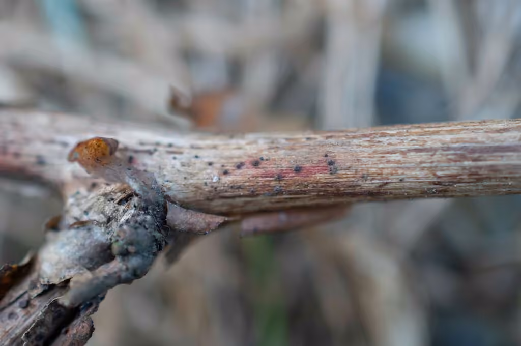 Leptospora rubella, photo 3 sur 4