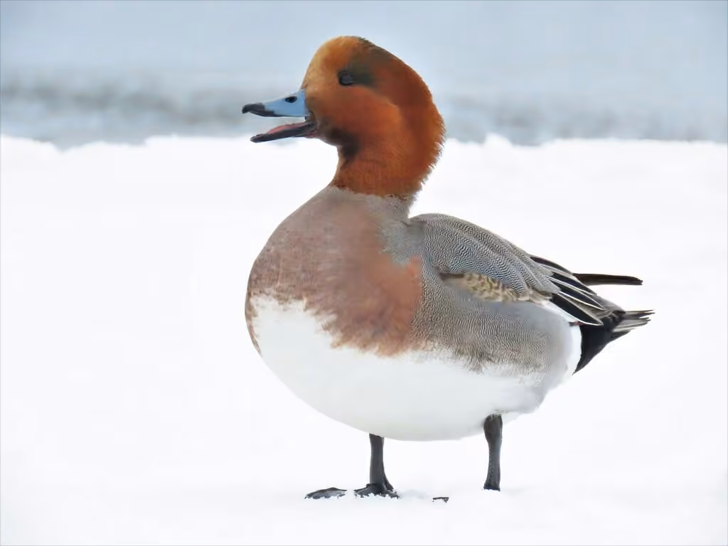 Canard siffleur, Mâle
