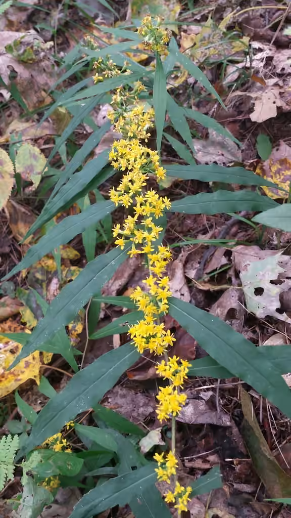 Wreath goldenrod, In flower