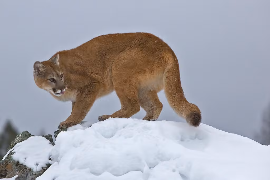 Cougar, photo 2 of 5