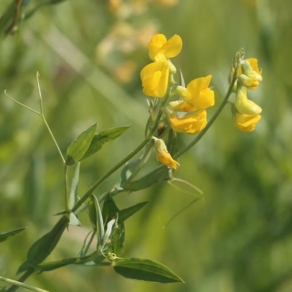 Meadow pea