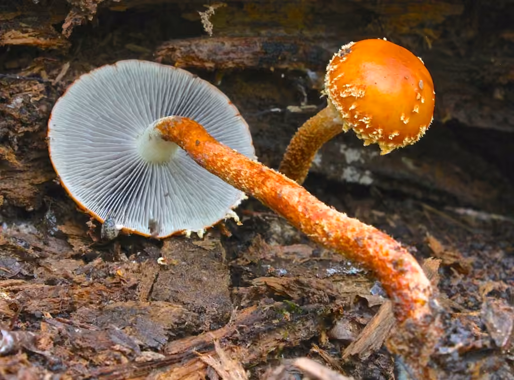 Red-cap Psilocybe, photo 1 of 5
