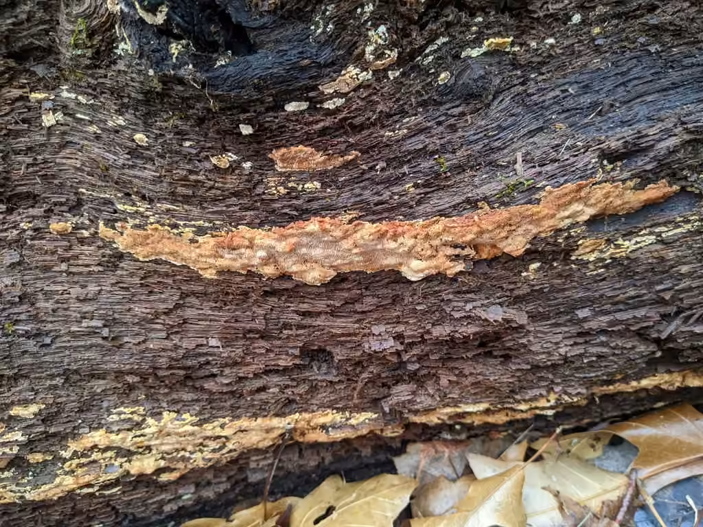 Fomitopsis malicola, photo 3 sur 5