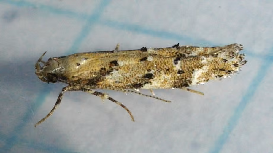 Conifer Needleminer, photo 3 sur 5