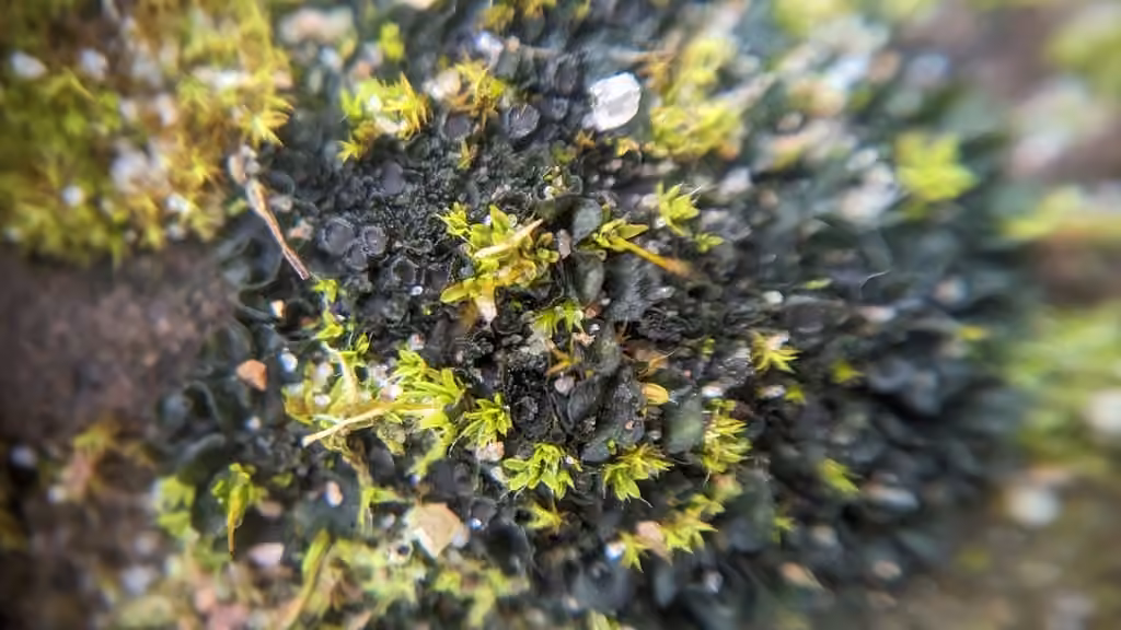 Crinkled Jelly Lichen, photo 2 of 5