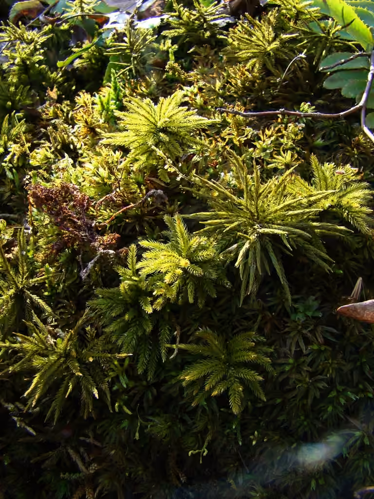 American climacium moss, photo 1 of 5