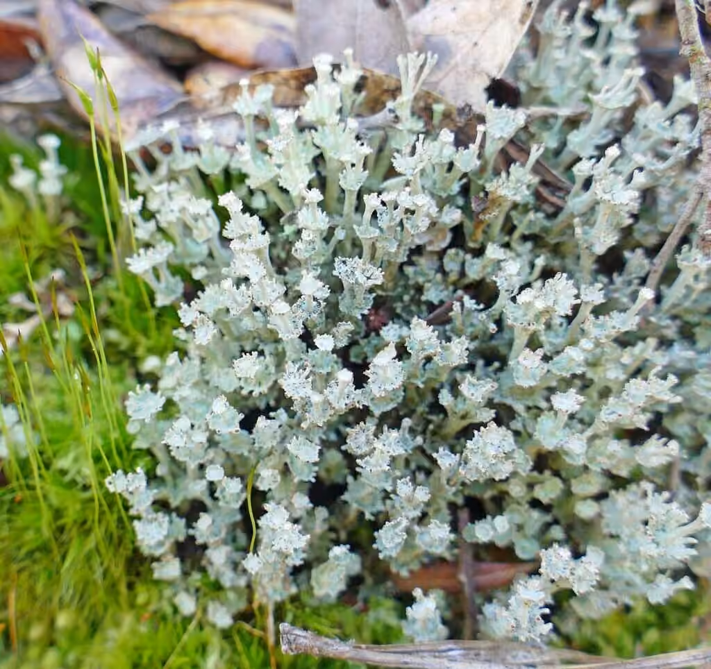 Slender Ladder Lichen, photo 2 of 5