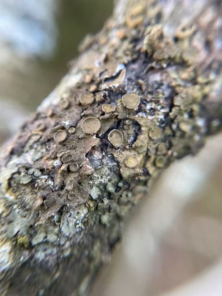Warty brown-shield, photo 2 of 5