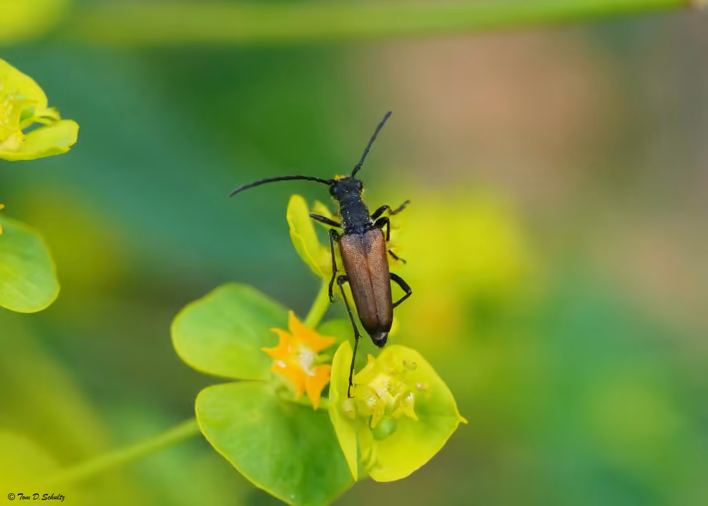 Bloodthirsty long-horned beetle, photo 1 of 5