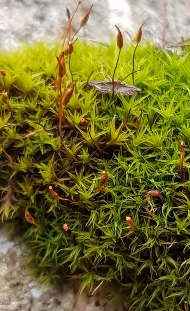 Rigid didymodon moss, photo 2 of 5