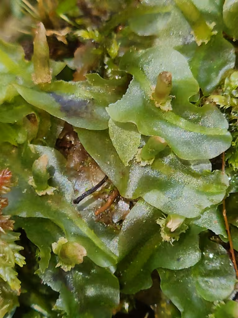 Ribbonwort, photo 2 of 5