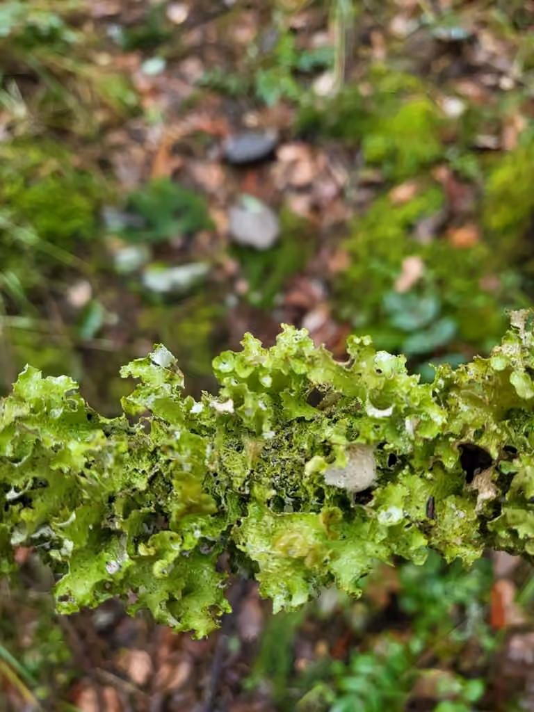 Varied Rag Lichen, photo 2 of 5