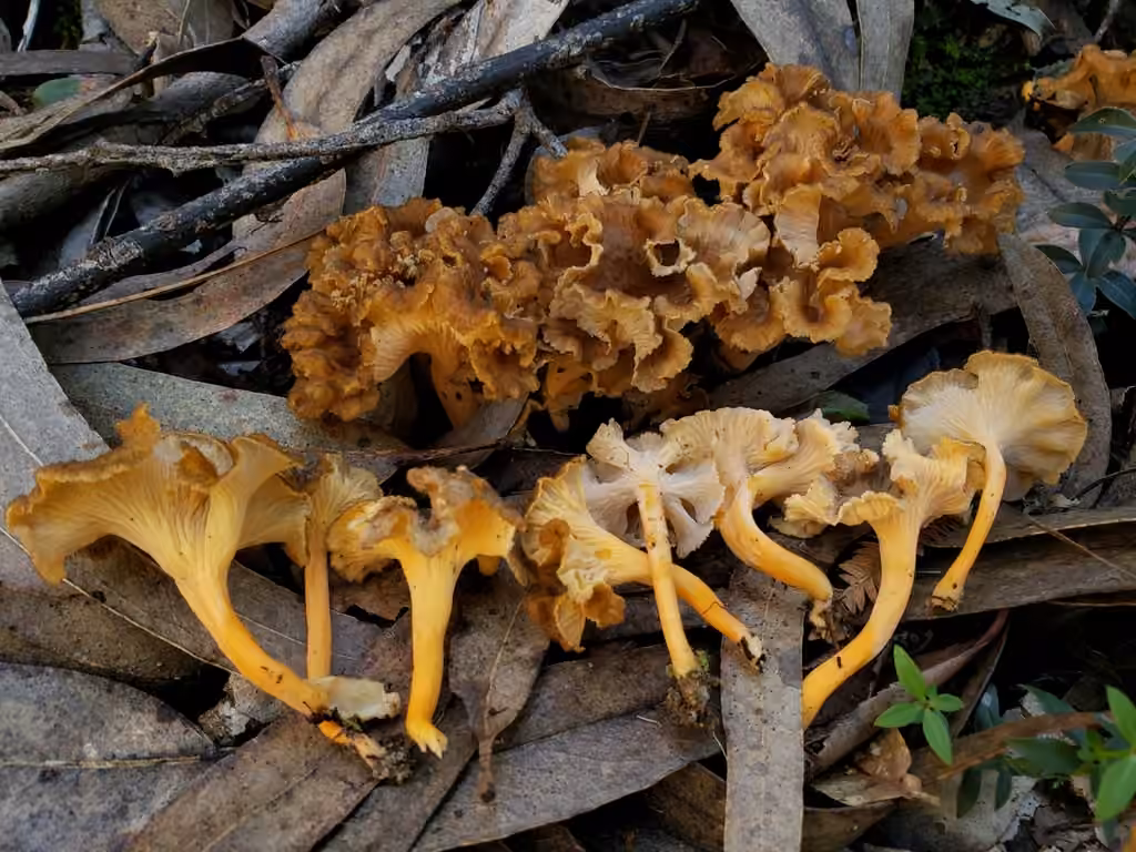 Golden Chanterelle, photo 1 of 5