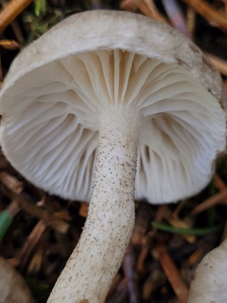 Hygrophore pustuleux d'Amérique, photo 1 sur 5