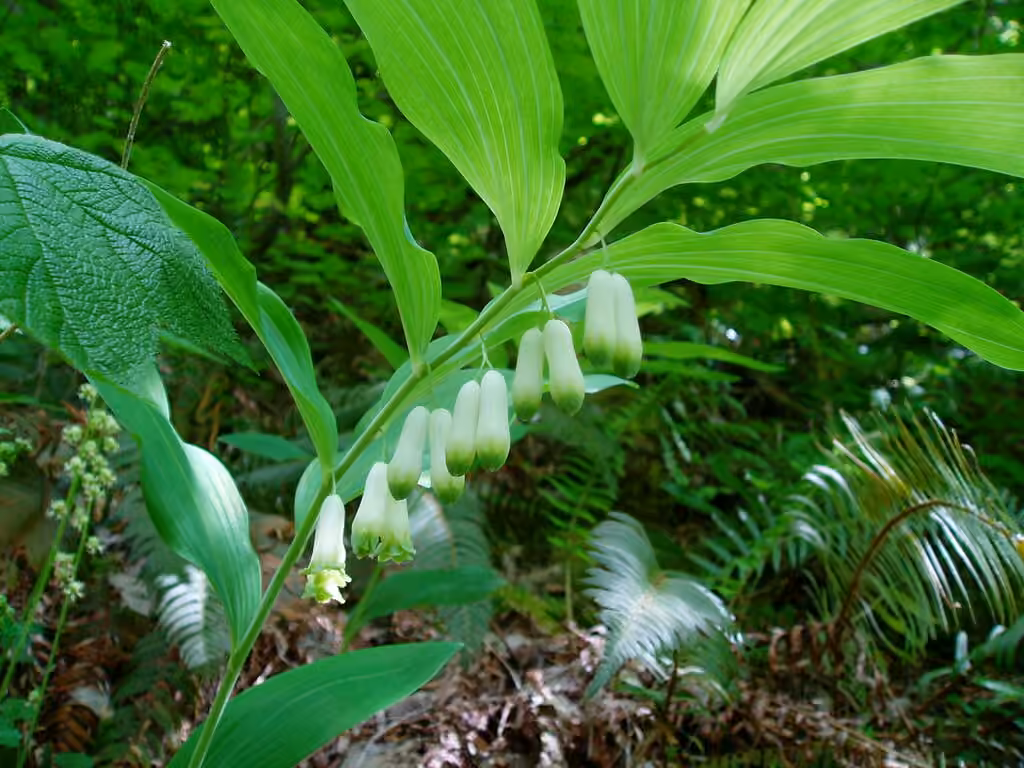 Sceau-de-Salomon multiflore, En fleurs