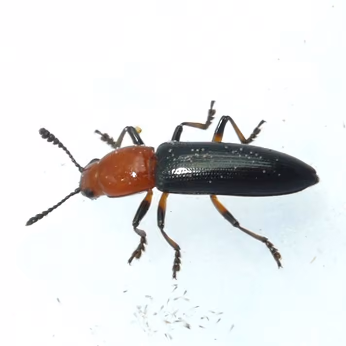 Clover Stem Borer, photo 1 of 5