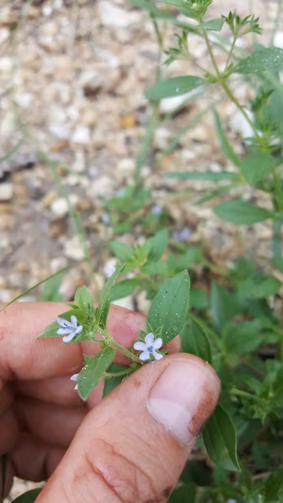Fluxweed, photo 3 of 3