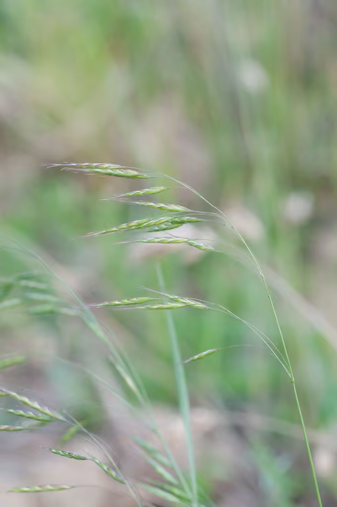 Field brome, photo 1 of 5